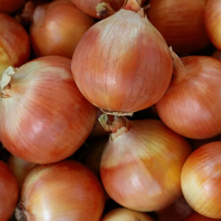 Yosemite, Onion Seeds - Packet image number null